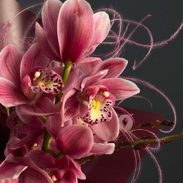 Cymbidium